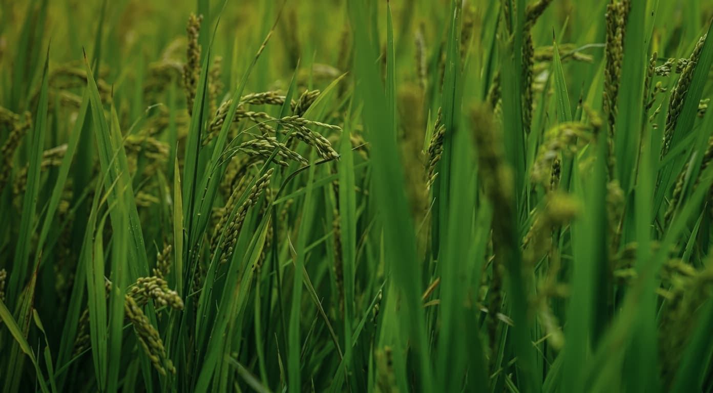 Rice field landscape for the Lingkod-Ani landing page